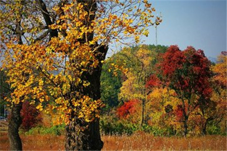 云南省成人高考如何查詢錄取結果？